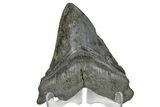 Serrated, Fossil Megalodon Tooth - South Carolina #169197-2